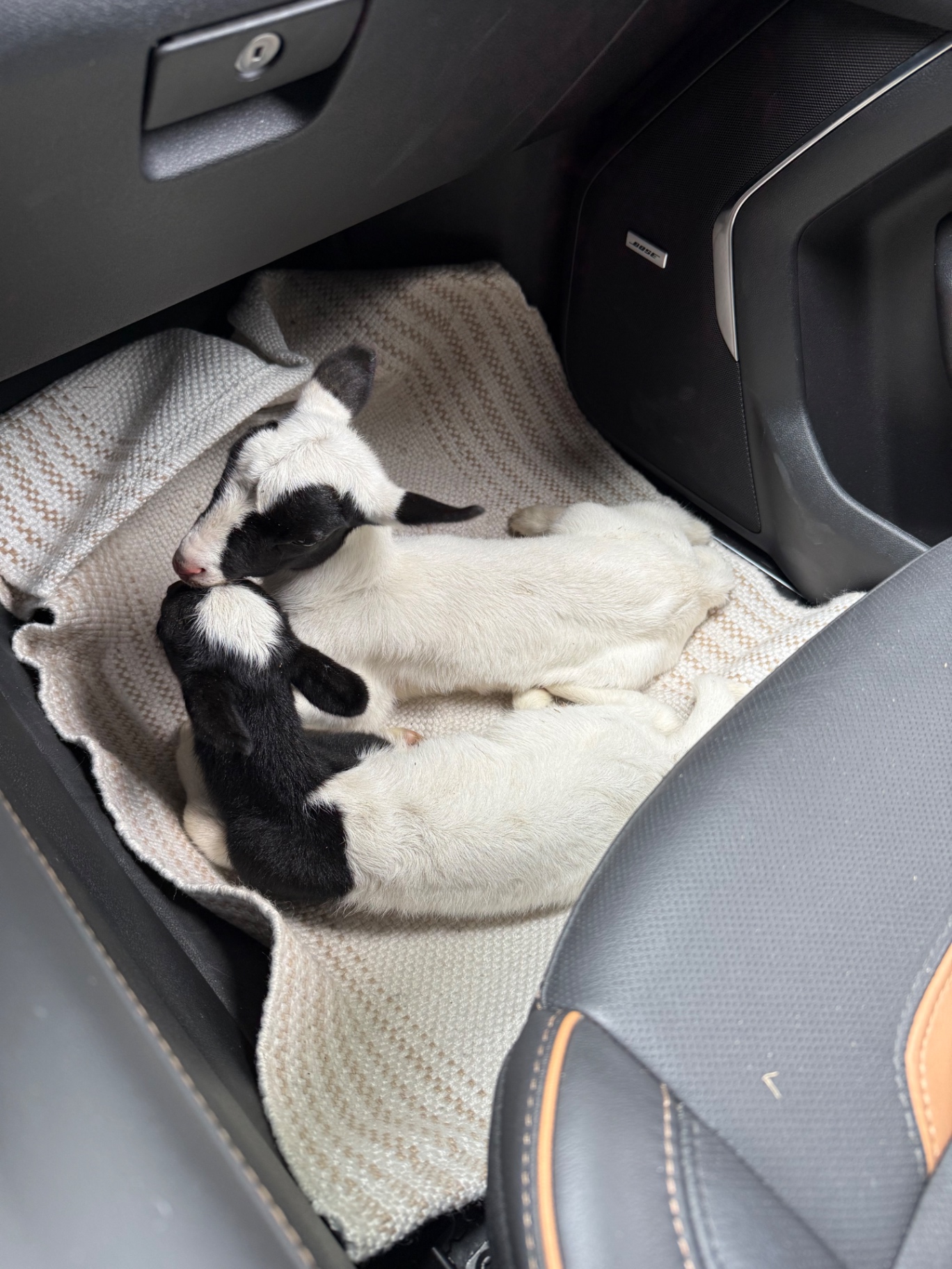 Two black-headed Dorper lambs sleeping together on a blanket in a truck