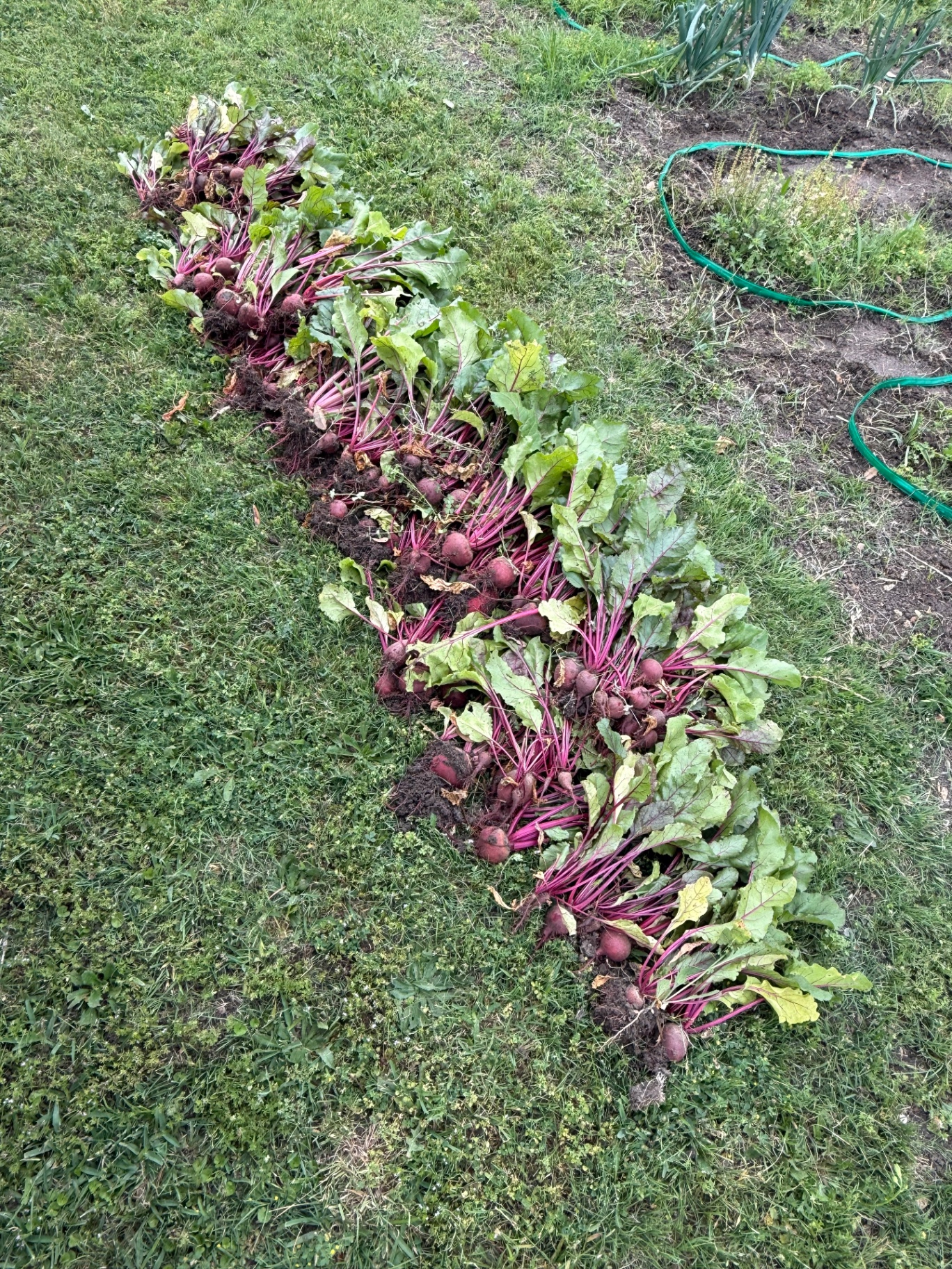 Freshly harvested homegrown beets with their tops attached laid out in the grass