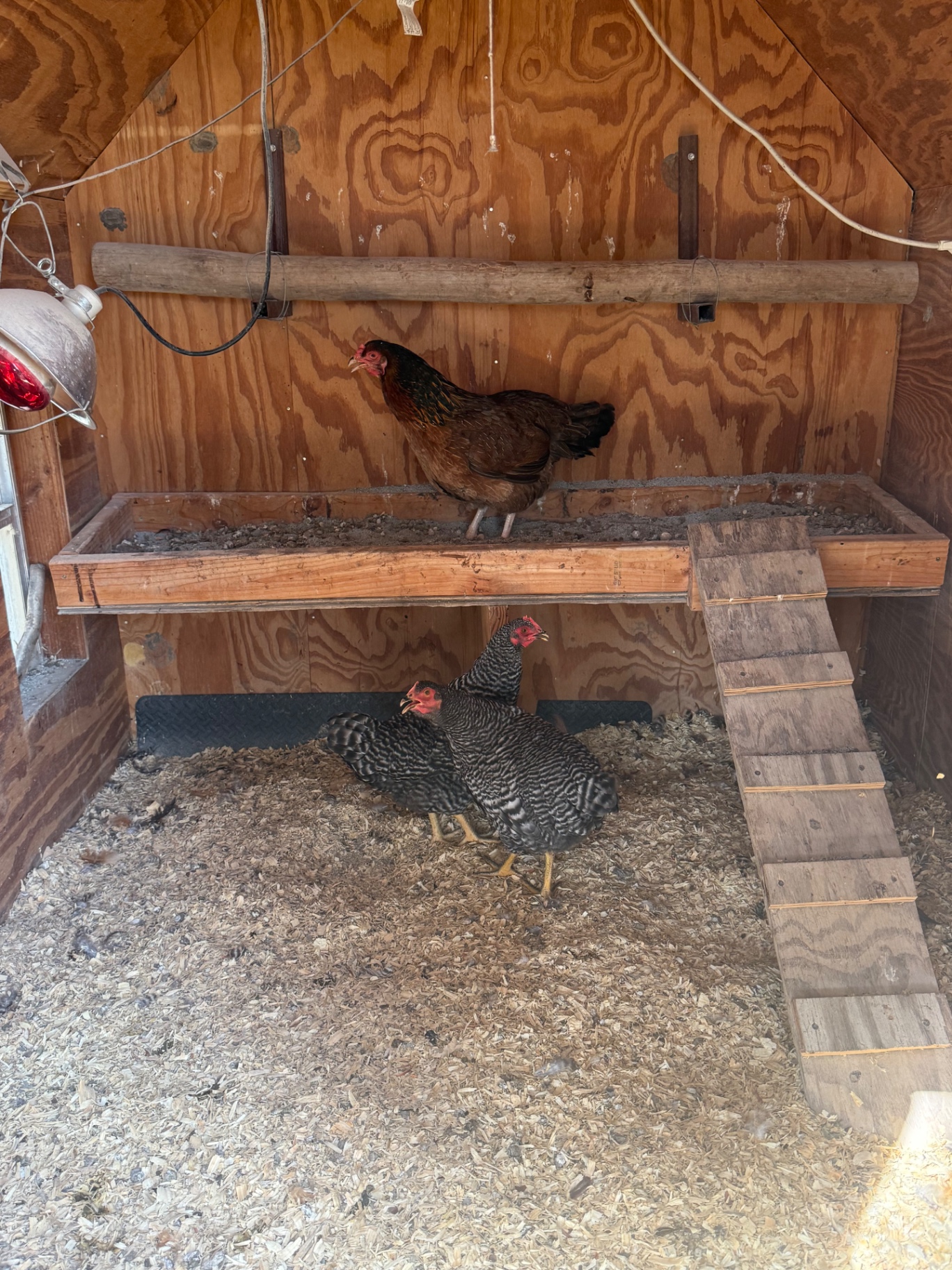 Inside our plywood chicken coop with hens on the roost bar, the shelf and nesting area, the ramp, and pine shaving bedding