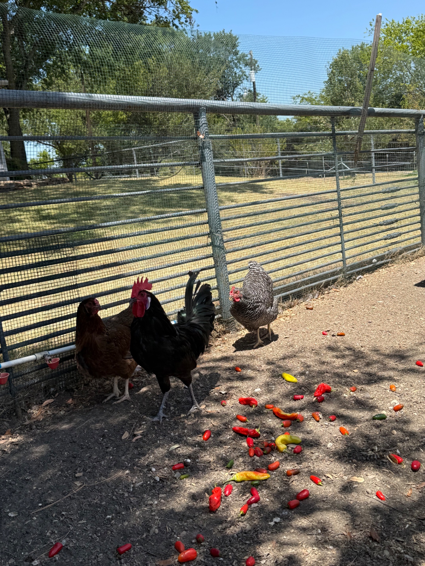 Chickens pecking at garden peppers scattered in the dirt near a fenced run