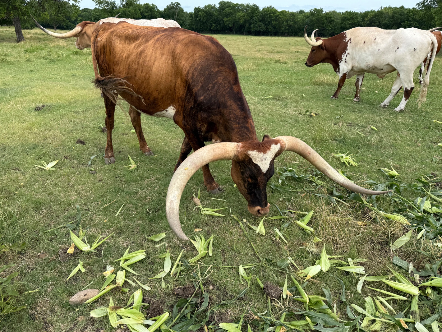 Longhorn cattle eating fresh corn husks along the fence