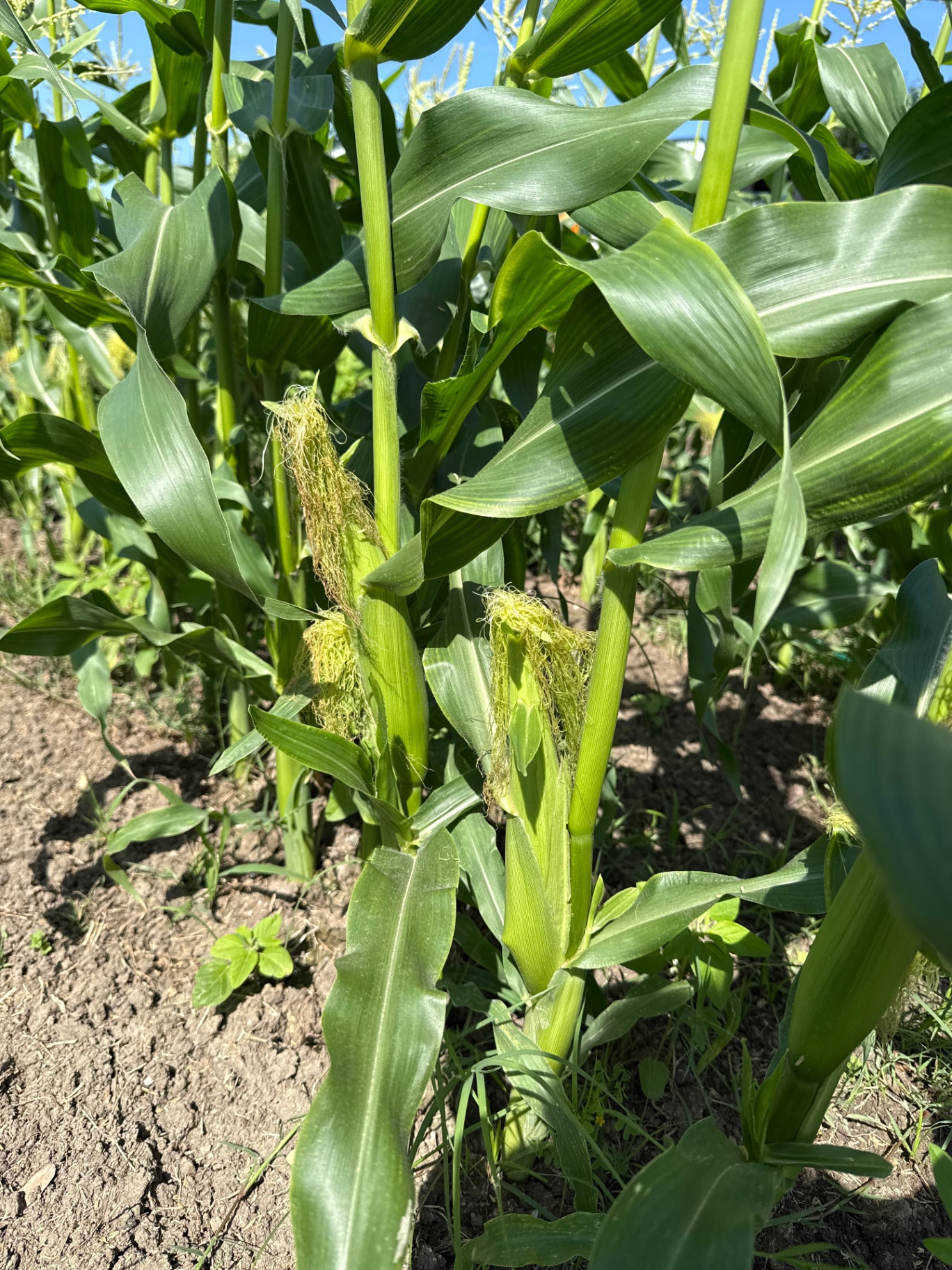 Rows of sweet corn growing tall in the garden
