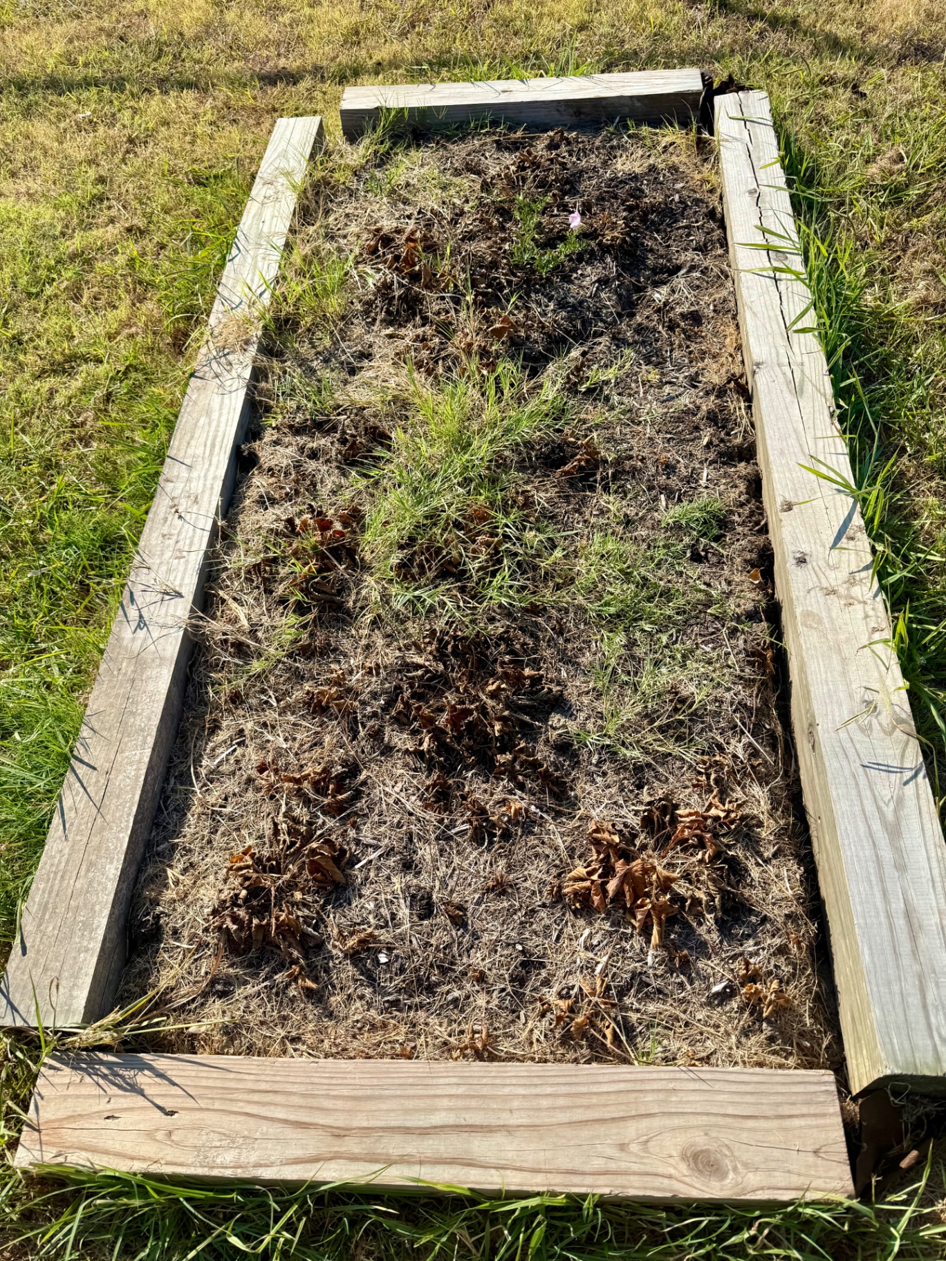 Raised strawberry bed at the end of summer with dried brown leaves, dead growth, and grass growing up through the soil